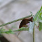 Swallowtail Chrysalis