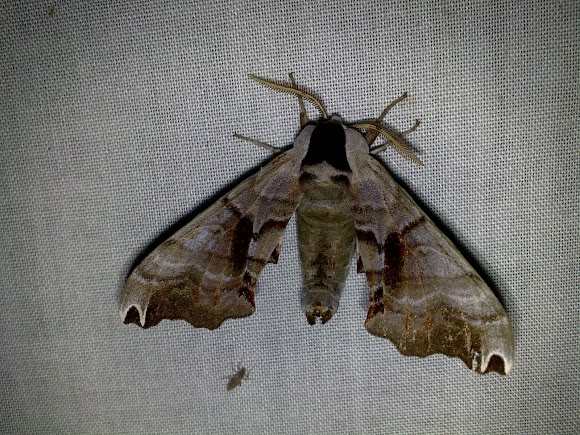 Spotting Image 1