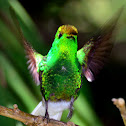 Coppery-Headed Emerald