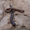 Zigzag salamander (lead & striped phases)