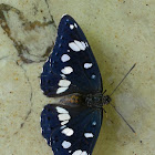 Southern White Admiral