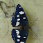 Southern White Admiral