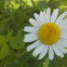 oxeye daisy