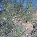 Palo verde
