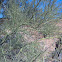 Palo verde