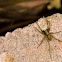 Asian Long-spinnered Bark Spiders
