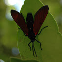 Spotted Oleander Caterpillar Moth