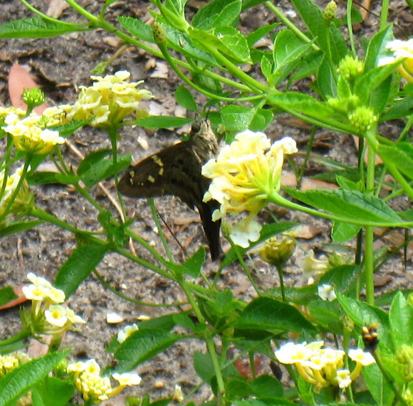 Spotting Image 1