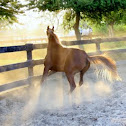 Arabian horse