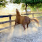Arabian horse