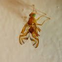 Fruit Fly