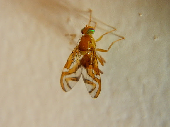 Spotting Image 1