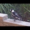 Australian Magpie