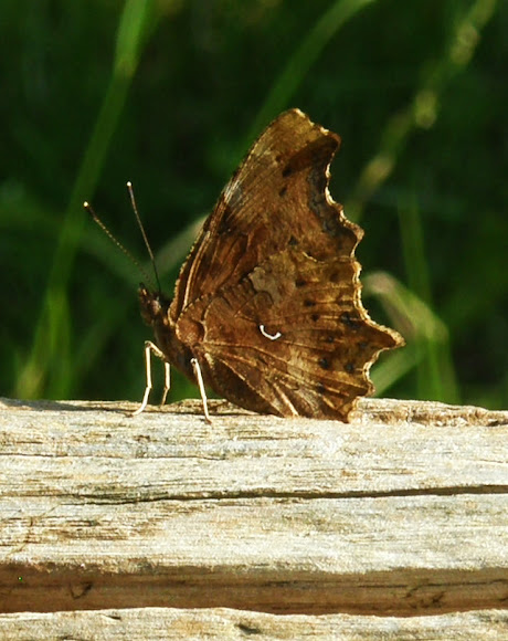 Spotting Image 1