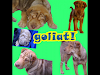 Mi Perro Goliat Busca Novia Sharpei