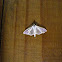 Jasmine Moth