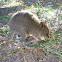 Quokka