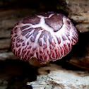 Gymnopilus purpuratus