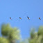 Greater White-fronted Geese
