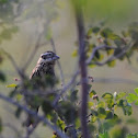 Black-headed Grosbeak (female)