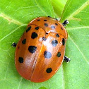 Argus Tortoise Beetle