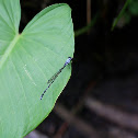 Zygoptero. Damselfly