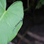 Zygoptero. Damselfly