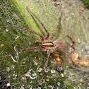 Grass Spider