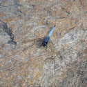 Blue Marsh Hawk