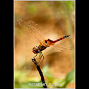 Wandering Glider