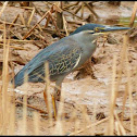 Striated Heron