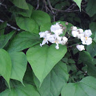Northern Catalpa