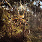 Golden Silk Orb Weaver, Banana Spider