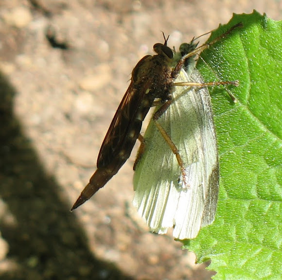 Spotting Image 1