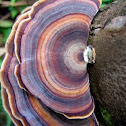 Crescent fungus