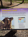 Dromedary Camel 