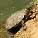 Stripe-necked terrapin