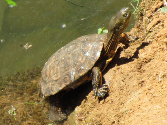 Spotting Image 1