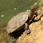 Stripe-necked terrapin