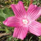 Checkerbloom