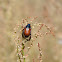 Garden chafer