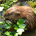 Muskrat