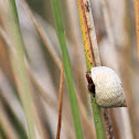 Snail
