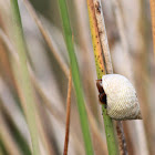 Snail