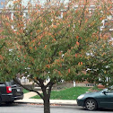 Foliage