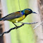 Brown-throated Sunbird
