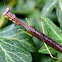 Carolina Mantid (Praying Mantis)