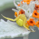 Yellow Crab Spider