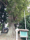 保存樹 慶祥寺の欅