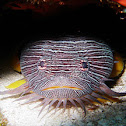 Splendid toadfish